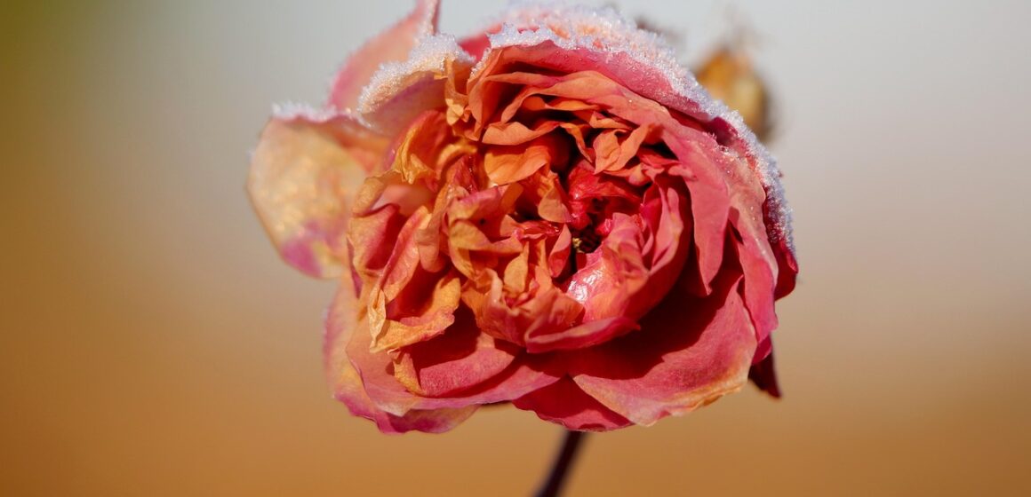 Featured image for Rain and Snow Set Up a Promising Honey Harvest in Mersin’s Eğriçayır Yaylası