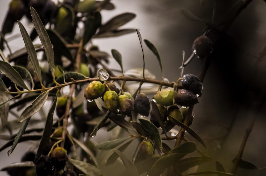 Inline news image for Rain and Snow Set Up a Promising Honey Harvest in Mersinu2019s Eu011friu00e7ayu0131r Yaylasu0131