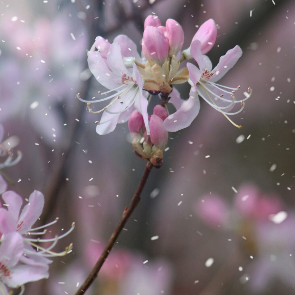 Inline news image for Rain and Snow Set Up a Promising Honey Harvest in Mersinu2019s Eu011friu00e7ayu0131r Yaylasu0131
