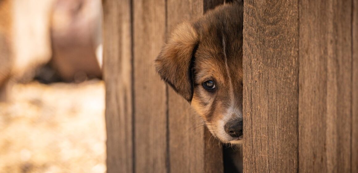 Featured image for Silifke Animal Care Center Reports Hundreds of Adoptions and Thousands of Treatments in Mersin