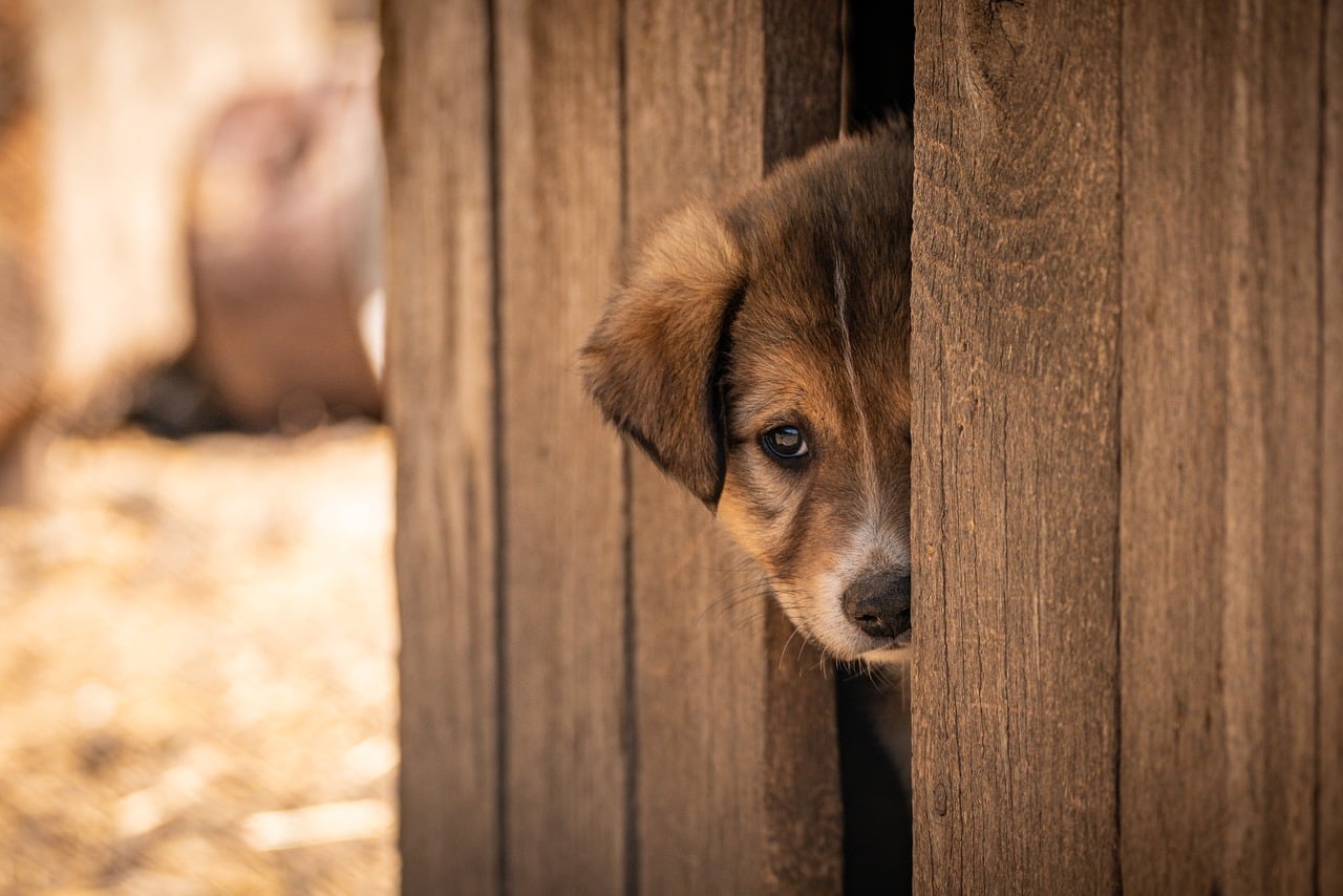 Featured image for Silifke Animal Care Center Reports Hundreds of Adoptions and Thousands of Treatments in Mersin