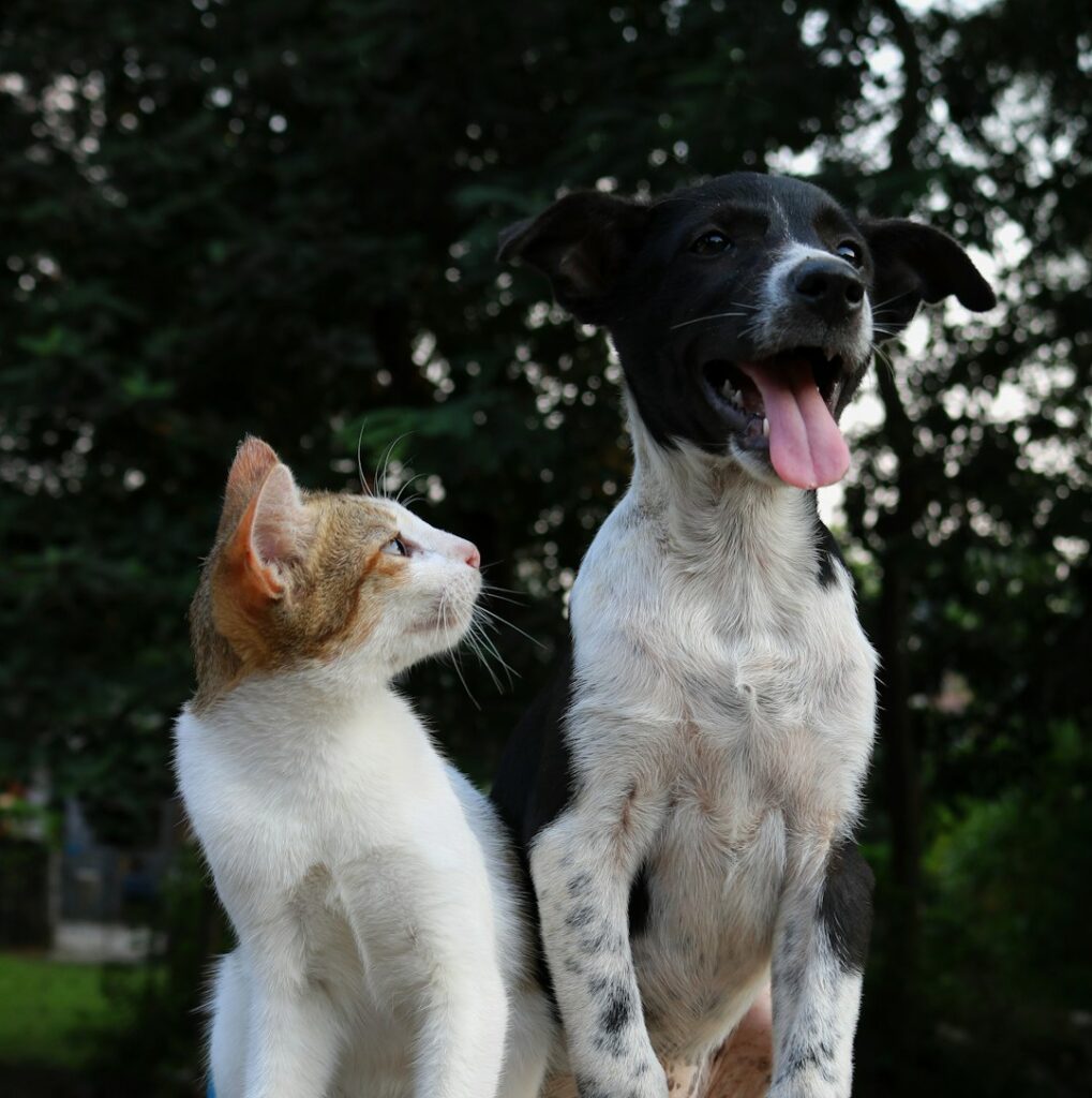 Inline news image for Silifke Animal Care Center Reports Hundreds of Adoptions and Thousands of Treatments in Mersin