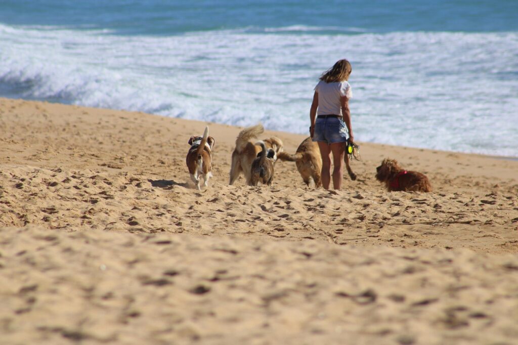 Inline news image for Silifke Animal Care Center Reports Hundreds of Adoptions and Thousands of Treatments in Mersin