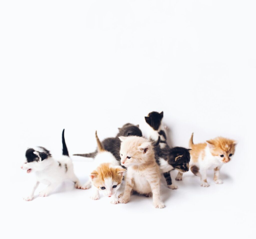 Inline news image for Silifke Animal Care Center Reports Hundreds of Adoptions and Thousands of Treatments in Mersin