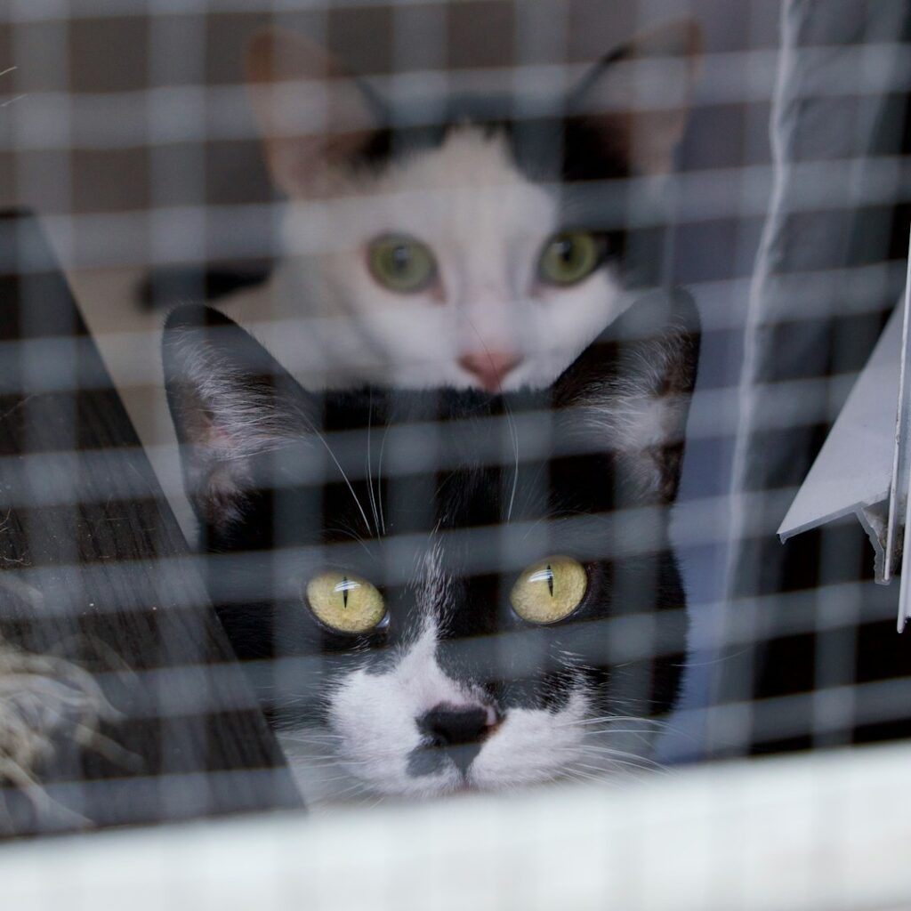 Inline news image for Silifke Animal Care Center Reports Hundreds of Adoptions and Thousands of Treatments in Mersin