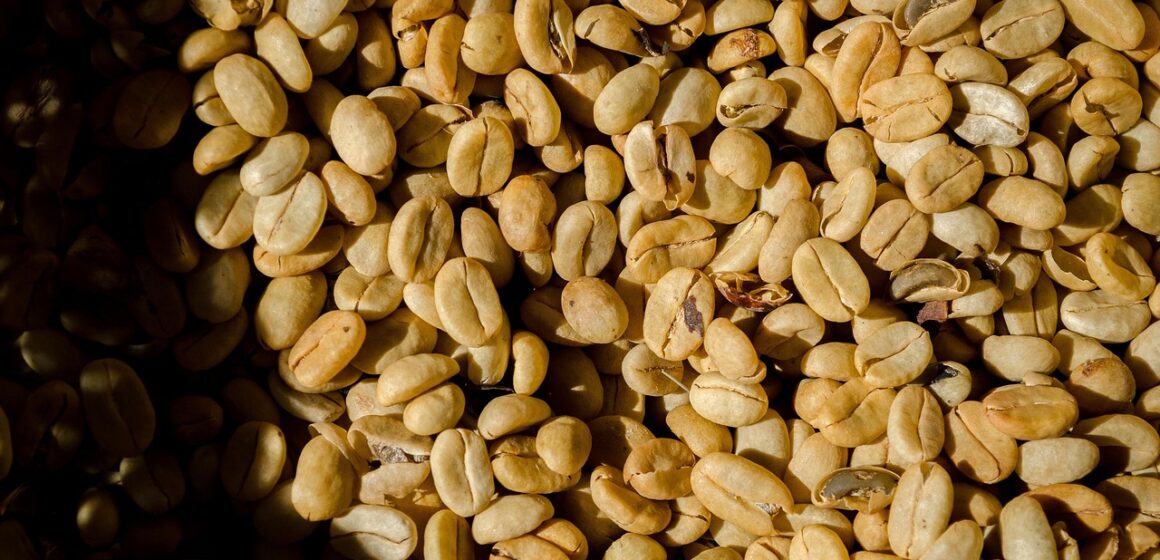 Featured image for Reviving Mersin's Agricultural Heritage: Heirloom Leklek Beans Sown for the Second Year in Gülnar