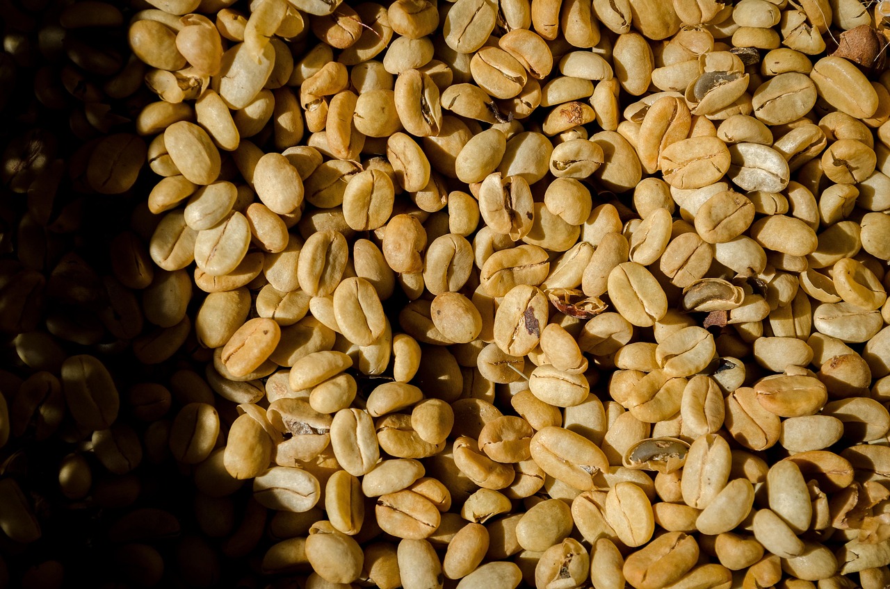 Featured image for Reviving Mersin's Agricultural Heritage: Heirloom Leklek Beans Sown for the Second Year in Gülnar